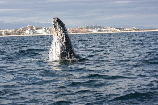 Whale Watching Group Tour in San Jose del Cabo - Key highlights to know before you go