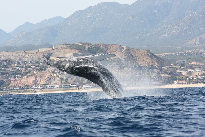 Whale Watching Group Tour in San Jose del Cabo - San Jose del Cabo: why this is whale territory