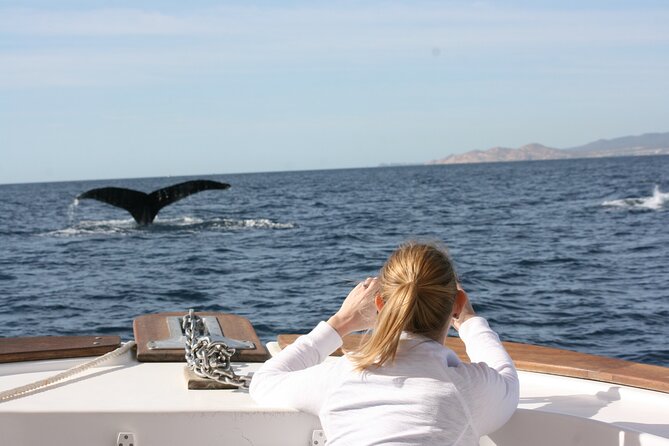 Whale Watching Group Tour in San Jose del Cabo - Whale sightings you can realistically plan for