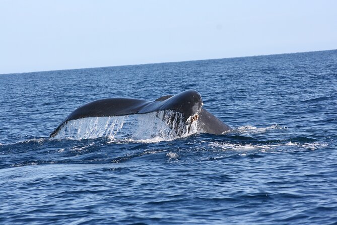 Whale Watching Group Tour in San Jose del Cabo - Small-group comfort: why max 10 travelers matters