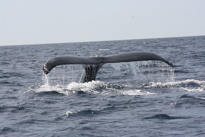Whale Watching Group Tour in San Jose del Cabo - What’s included (and what you’ll need to plan yourself)
