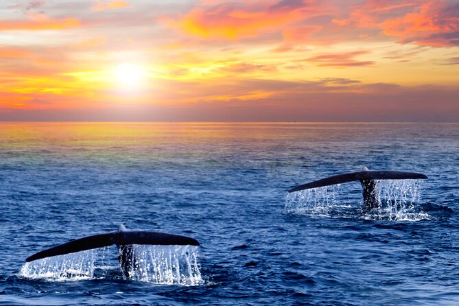Whale Watching Group Tour in San Jose del Cabo - Where you meet and how to make the first 10 minutes smooth