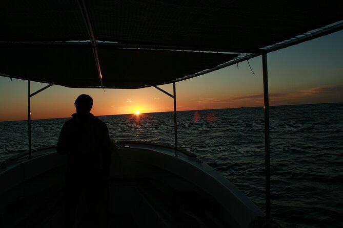 Whale Watching Group Tour in San Jose del Cabo - Season timing: when your odds are best