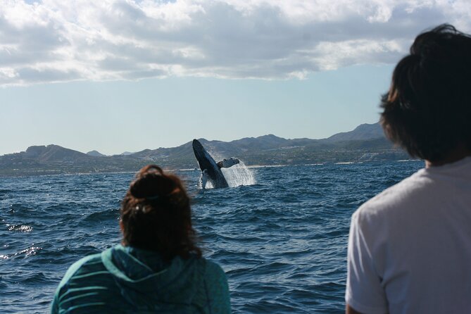Whale Watching Group Tour in San Jose del Cabo - On the water in about 2 hours: what the outing feels like