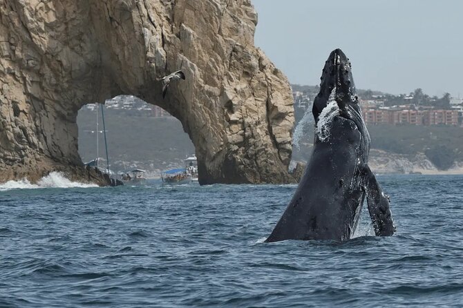 Whale Watching in Cabo: 2-Hour Small Group Tour to The Arch - Key things I’d focus on before you go