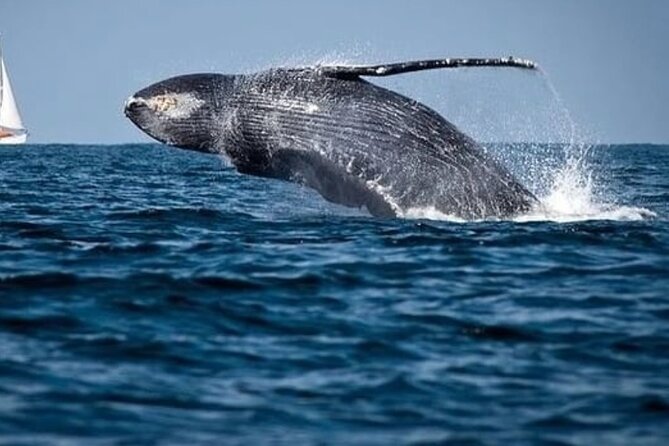 Whale Watching in Cabo: 2-Hour Small Group Tour to The Arch - How the Cabo 2-hour flow keeps your day efficient