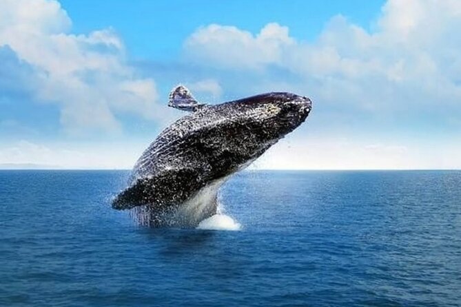 Whale Watching in Cabo: 2-Hour Small Group Tour to The Arch - Your first pass: El Arco, Lover’s Beach, and Land’s End from the water