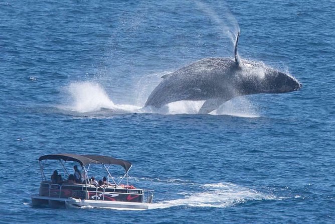 Whale Watching in Cabo San Lucas on board our Luxury Trimaran! - Key highlights worth getting excited about