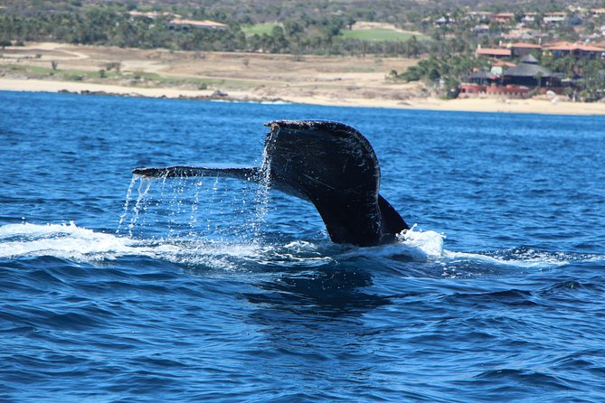 Whale Watching in Cabo San Lucas on board our Luxury Trimaran! - Gray whales off Cabo: the short season that matters