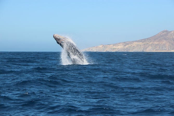 Whale Watching in Cabo San Lucas on board our Luxury Trimaran! - Boat comforts and what to bring for a smooth day