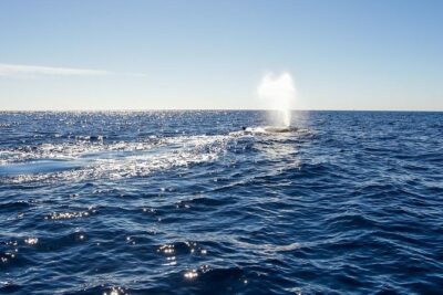 Whale Watching in Cabo San Lucas on board our Luxury Trimaran! - What you actually do on the water (and what to watch for)