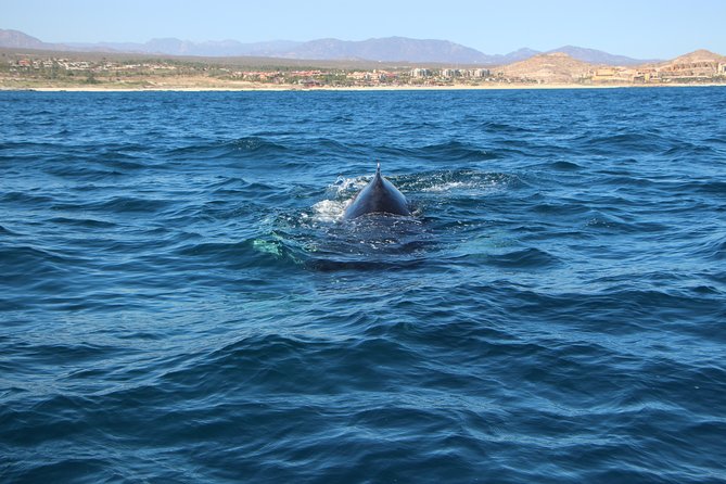 Whale Watching in Cabo San Lucas on board our Luxury Trimaran! - Price and value: what $115 buys you