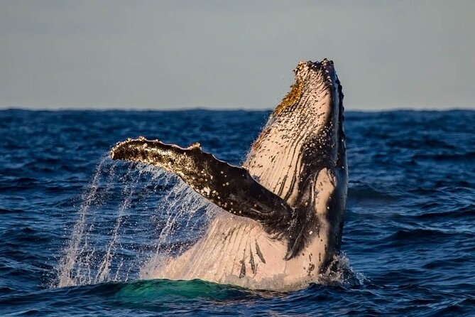 Whale Watching in Cabo San Lucas on board our Luxury Trimaran! - Should you book this Cabo whale watch?