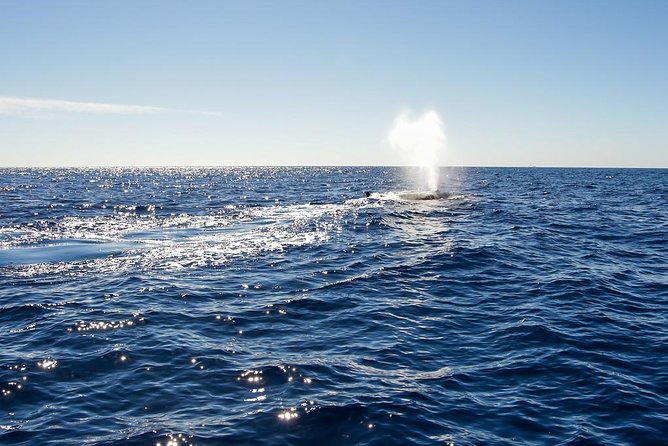 Whale Watching in Cabo San Lucas on board our Luxury Trimaran! - What you actually do on the water (and what to watch for)