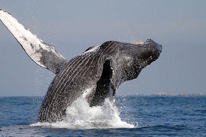 Whale Watching in Cabo San Lucas: Sightseeing Cruise and Shopping - The glass-bottom whale-watching part: what you should expect