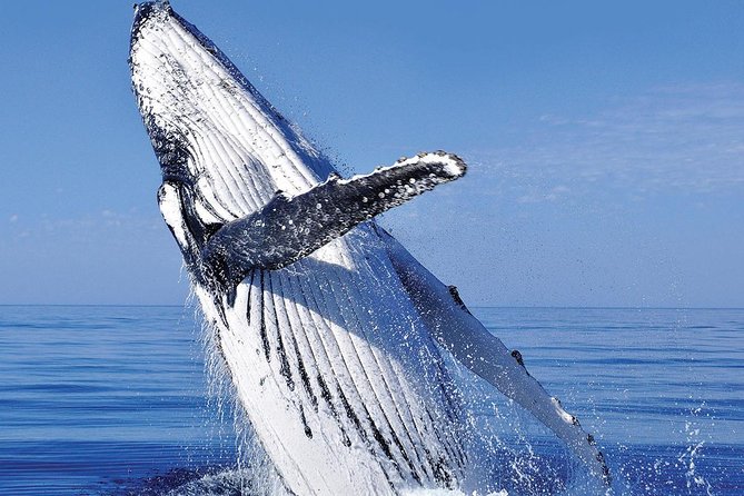 Whale Watching in Cabo San Lucas: Sightseeing Cruise and Shopping - Tequila and shopping: fun add-ons, not the main event