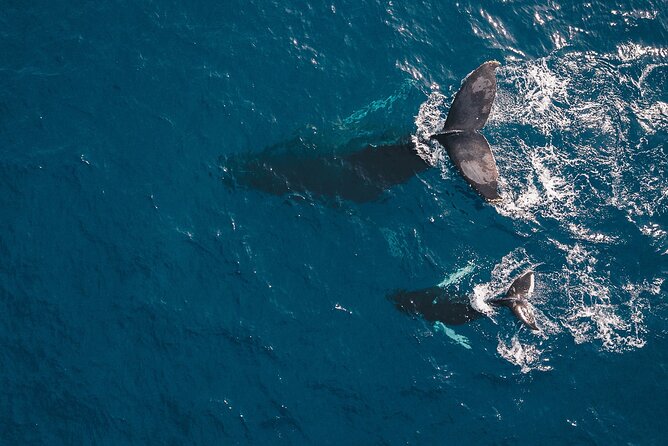 Whale Watching in Cabo San Lucas: Sightseeing Cruise and Shopping - Who this tour suits best
