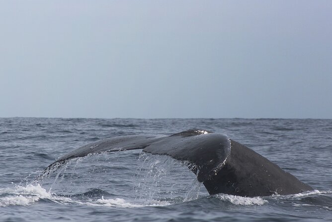 Whale Watching in Cabo San Lucas: Sightseeing Cruise and Shopping - Should you book? My practical take