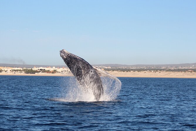 Whale Watching in Cabo San Lucas: Sightseeing Cruise and Shopping - FAQ