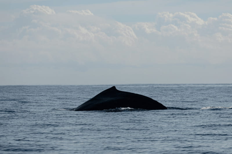 Whale Watching in San Jose del Cabo - Key things I’d bet on before you book