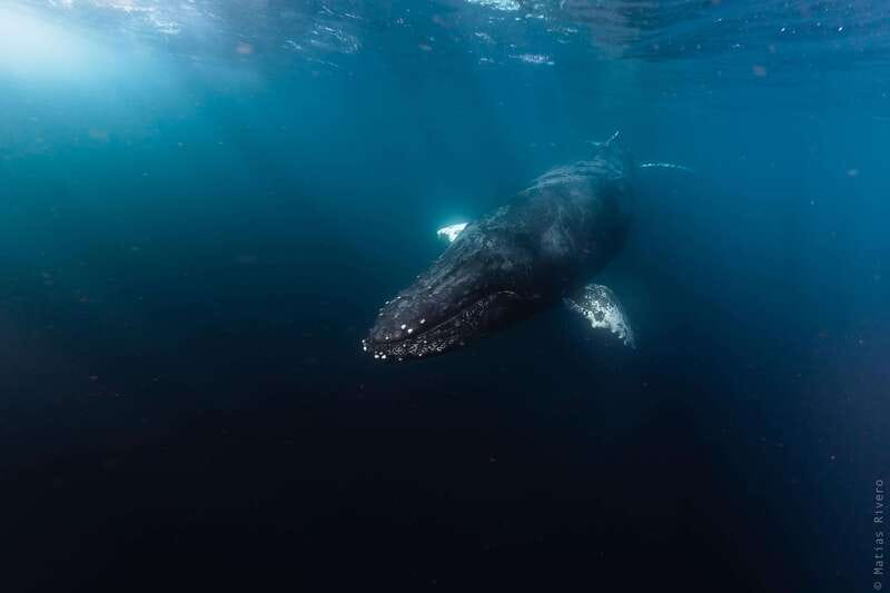 Whale Watching in San Jose del Cabo - East Cape Beach and the Rhythm of Humpbacks