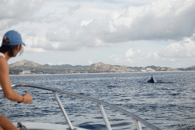 Whale Watching in San Jose del Cabo - Guides You Can Actually Talk To (Captain Jose, Francesco, Roberto)
