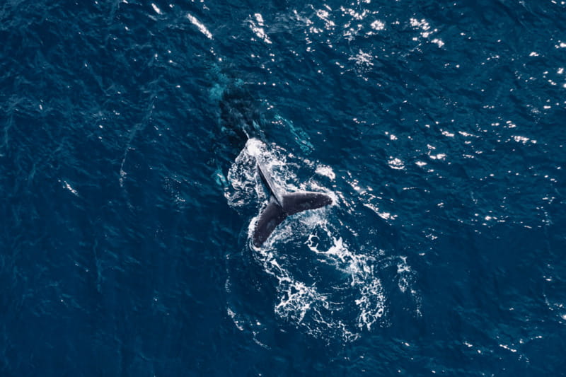 Whale Watching in San Jose del Cabo - Snacks, Refreshments, and What to Bring