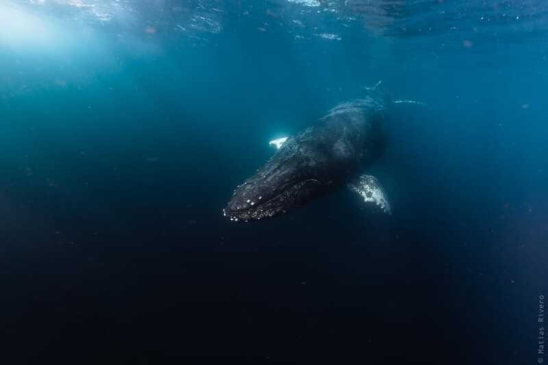 Whale Watching in San Jose del Cabo - Price and Value: Is $120 a Fair Deal?