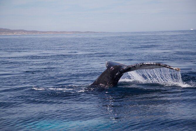 Whale Watching in San Jose del Cabo - Who This Tour Fits Best (and Who Might Want Something Else)