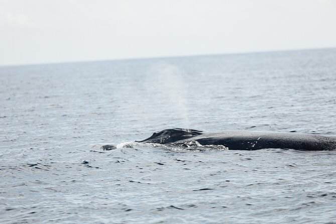 Whale Watching in San Jose del Cabo - Quick Booking Sense: Weather, Minimums, and the Real Timing