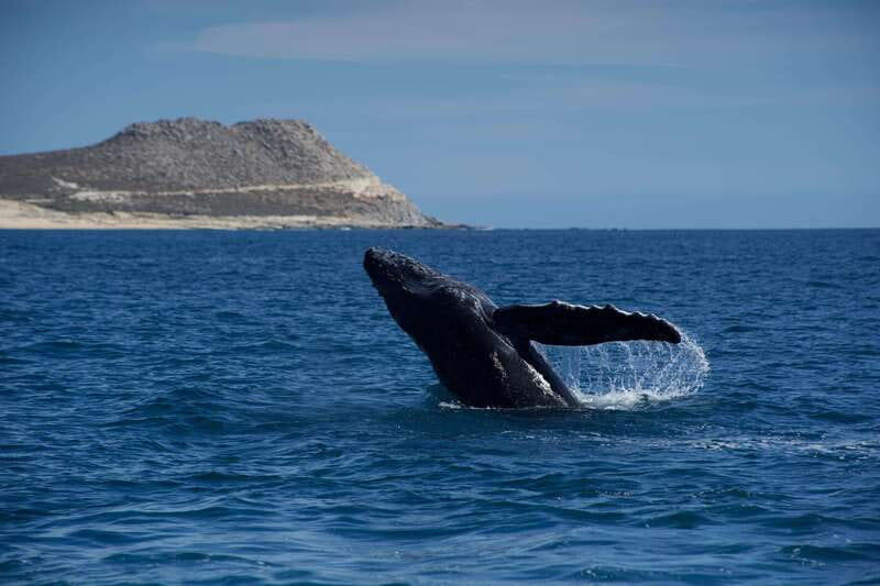 Whale Watching in San Jose del Cabo - Boat Comfort That Helps You Stay Present
