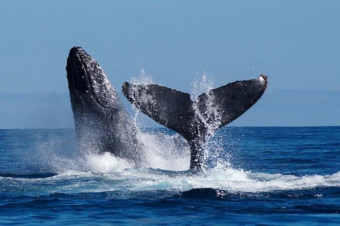 Whale Watching on 2 Level Big Boat with Breakfast and Drinks INCLUDED - Why Cabo’s Whale Season Runs December to April