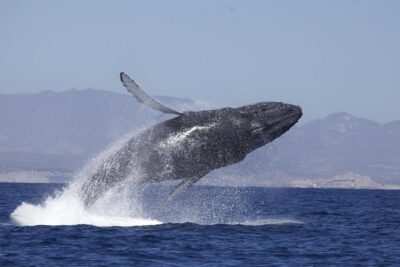 Whale Watching on 2 Level Big Boat with Breakfast and Drinks INCLUDED - Getting There at Muelle del Cabo: Start Time and What to Expect