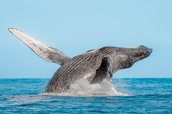 Whale Watching on 2 Level Big Boat with Breakfast and Drinks INCLUDED - The Boat Experience: Two Levels, Comfortable Ride, and Where to Stand