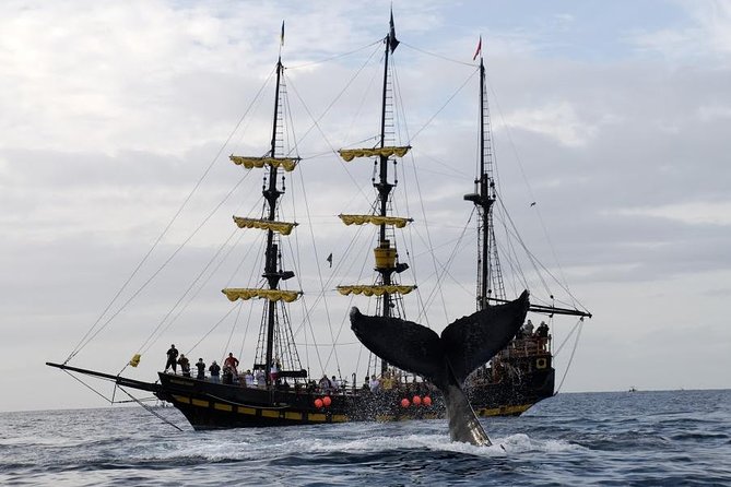 Whale-Watching Pirate Ship Cruise in Los Cabos - Price and value: what $99 really buys (and the $5 fee you should plan for)