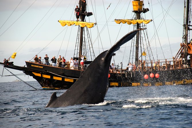Whale-Watching Pirate Ship Cruise in Los Cabos - The first hour at sea: breakfast, the open bar, and why it matters