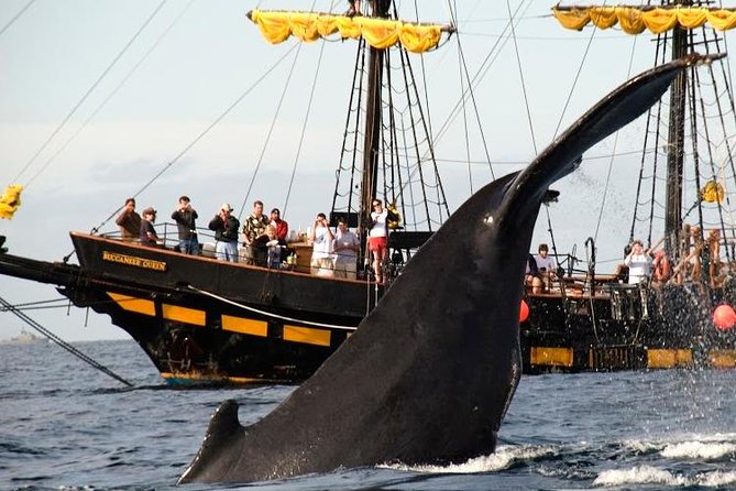 Whale-Watching Pirate Ship Cruise in Los Cabos - Whale spotting in the Sea of Cortez: what you’re actually looking for