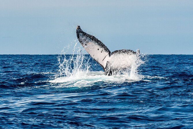 Whale Watching Snorkel Combo - Price and value: why $175 can make sense in Cabo