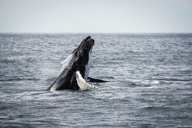 Whale Watching Snorkel Combo - The 8:30am marina departure and what the boat ride gives you