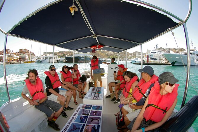 Whale Watching Snorkel Combo - The whale watching segment: about two hours with humpbacks