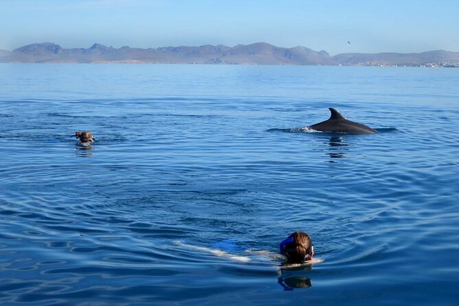 Whale Watching Snorkel Combo - Snorkeling on a secluded reef: fish time after the whales
