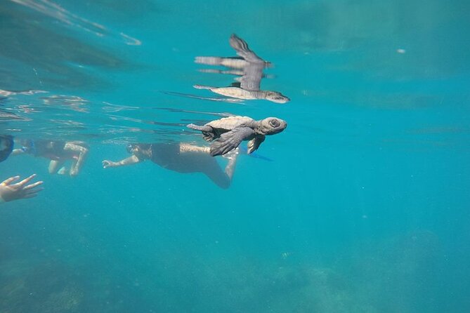 Whale Watching Snorkel Combo - Wetsuits and gear: the small details that make snorkeling easier
