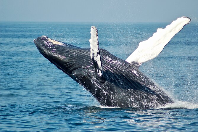 Whale Watching Snorkel Combo - Morning logistics that actually affect your experience