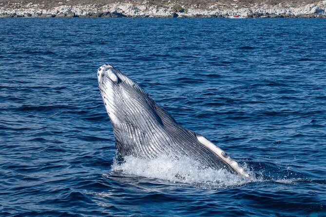Whale Watching & Snorkeling Combo in Los Cabos with Photos Included - How the 3-hour whale + snorkel combo actually flows