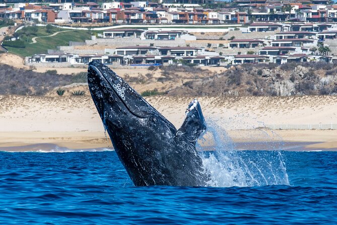 Whale Watching & Snorkeling Combo in Los Cabos with Photos Included - Boat-to-reef gear: what’s included and what you should plan for
