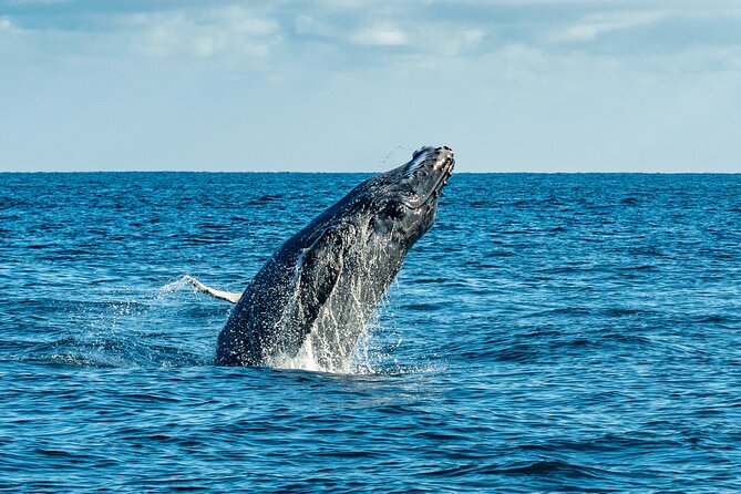 Whale Watching & Snorkeling Combo in Los Cabos with Photos Included - Guides make the difference: Mario, Pedro, Fernando, Fergus, Dee, and Captain Alex