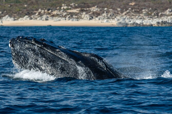 Whale Watching & Snorkeling Combo in Los Cabos with Photos Included - Timing, small-group comfort, and who this tour suits best