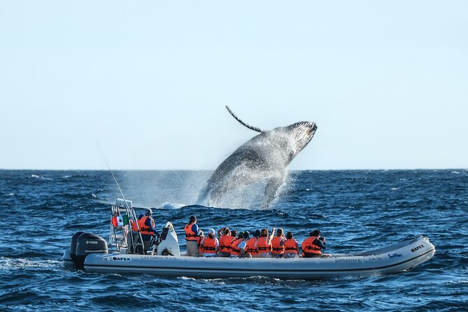 Whale Watching, The Famous Arch and Fast Boat Tour in Los Cabos - Key things to know before you go