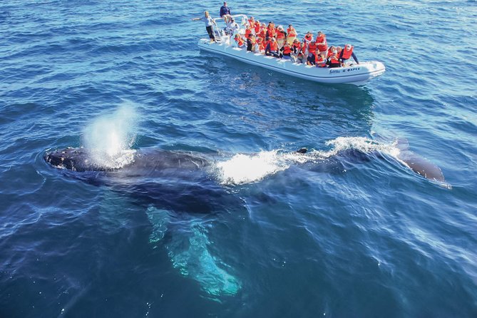 Whale Watching, The Famous Arch and Fast Boat Tour in Los Cabos - Whale-season reality: when humpbacks show up in Los Cabos
