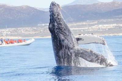 Whale Watching, The Famous Arch and Fast Boat Tour in Los Cabos - On the zodiac: fast views, life jackets, and the limited onboard comfort